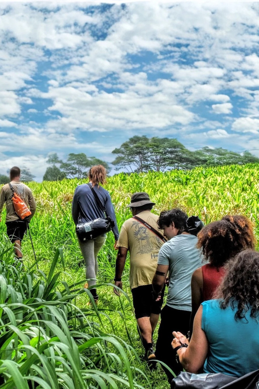 Hawaii: Big Island Hilo Waterfall Hiking Tour - Tour Overview and Pricing