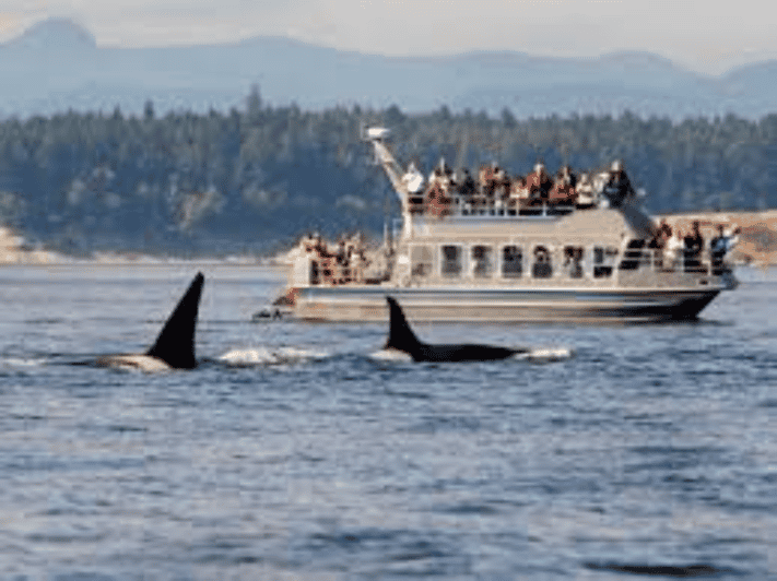 11 Best Whale Watching Experiences In Hermanus