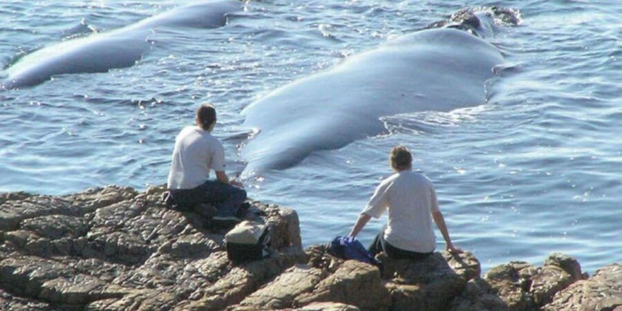 Hermanus Whale Watching Experience