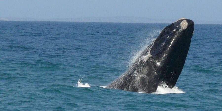 Hermanus Whale Watching Full Day Shared Tour,From Cape Town