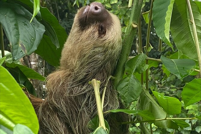 Hike Adventure in Cahuita National Park