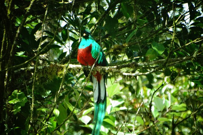 Hiking Experience in El Quetzal Private Reserve - Meeting and Pickup Details