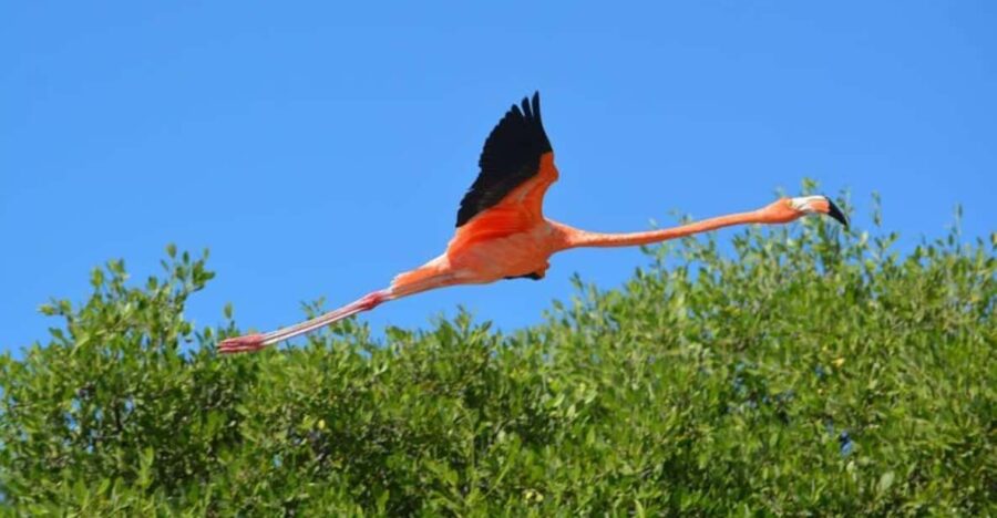 Holbox: Mangrove Paddling Excursion - Activity Overview