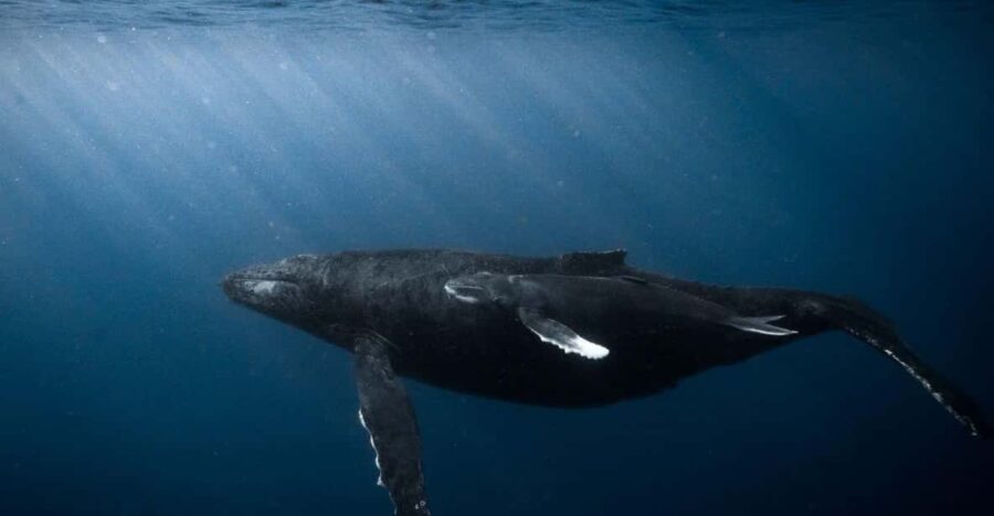 Honolulu: Discover Scuba Diving Experience - Activity Details