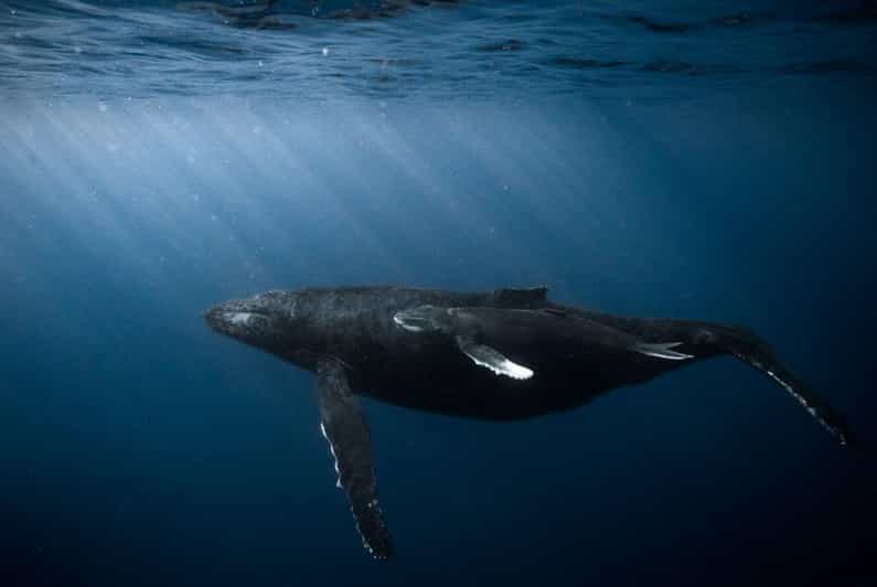 Honolulu: Scuba Diving for Certified Divers - Scuba Diving Experience in Honolulu