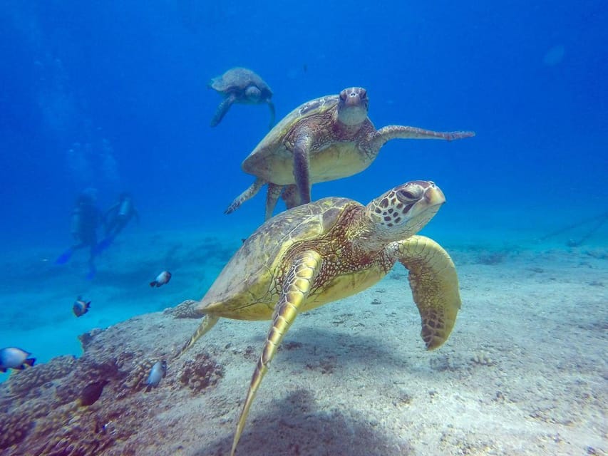 Honolulu: Sunset Snorkeling and Fireworks Cruise - Sunset Cruise and Fireworks Spectacle