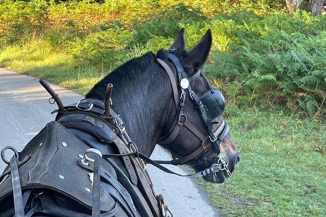 Horse-Drawn Carriage Tours in Killarney