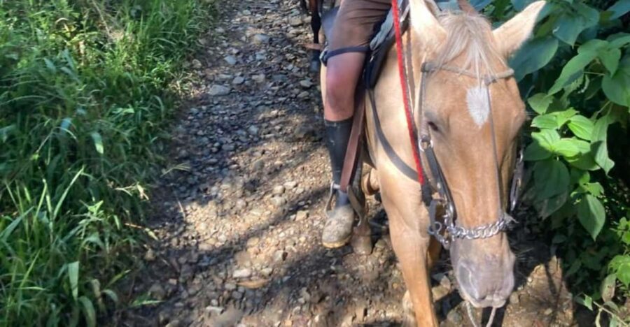 Horseback Riding: Explore Medellín’s Nearby Countryside