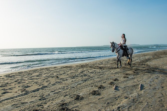 Horseback Riding Tour in a Colombian Paso Fino Horse - Horses and Skill Levels