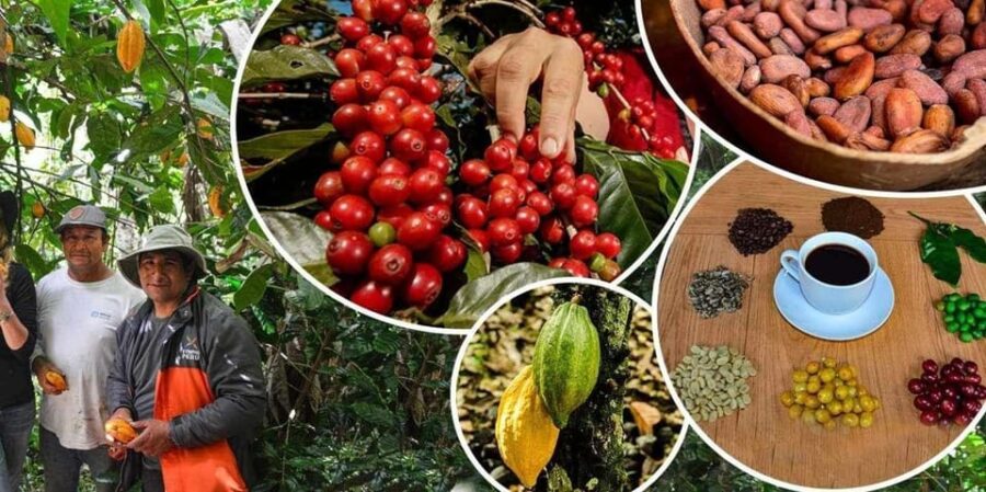 Huayopata Private Coffee Tour - Tour Overview