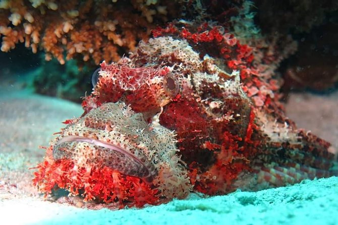 Hurghada Diving