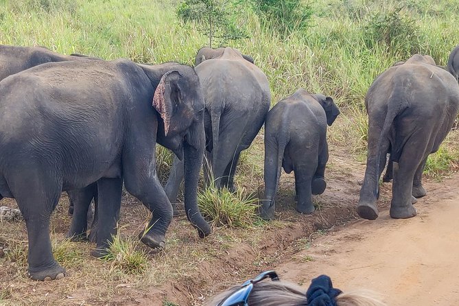 Hurulu Eco Park Private Safari From Sigiriya - Tour Overview