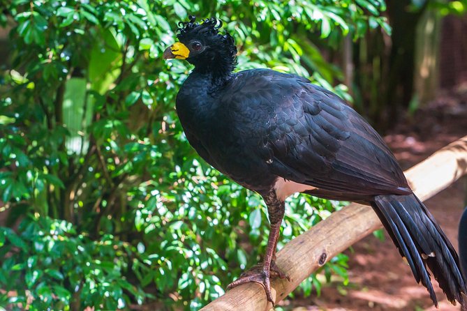 Iguassu Bird Park – Tickets Included