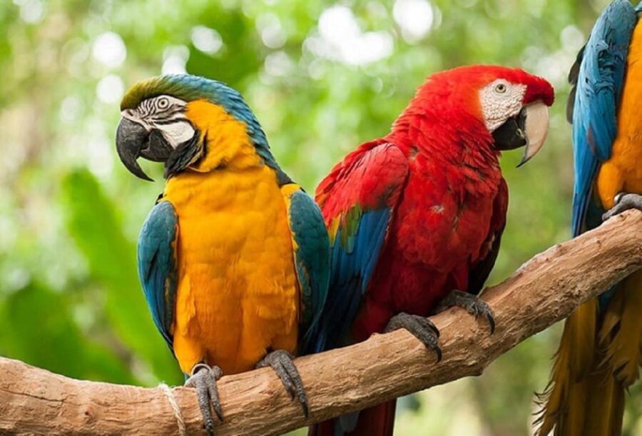Iguazu Falls: Private Transfer to Brazilian & Bird Park