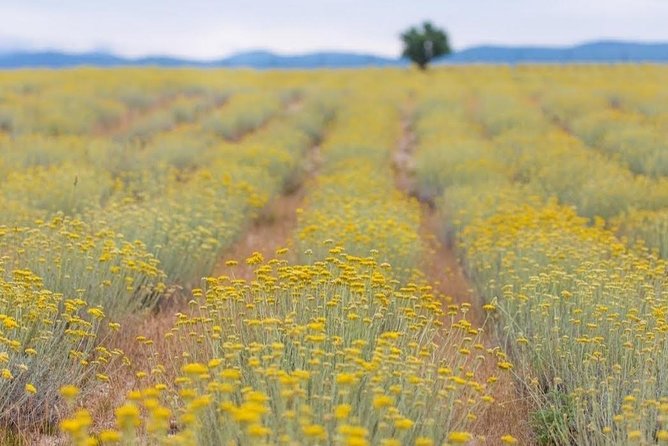 Immortelle Farm Island Krk - Guided Tour Experience