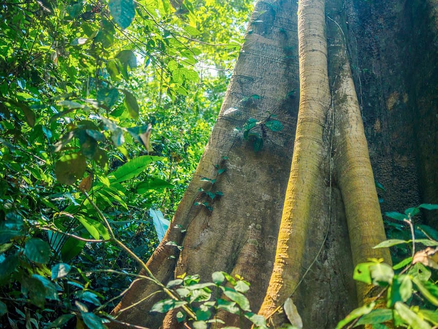 In-Depth Amazon Experience - 4 Days Inside Rainforest