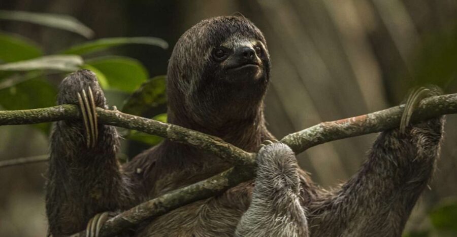 Iquitos: 2 Days and 1 Night Guided Amazon Jungle Tour - Tour Overview and Pricing