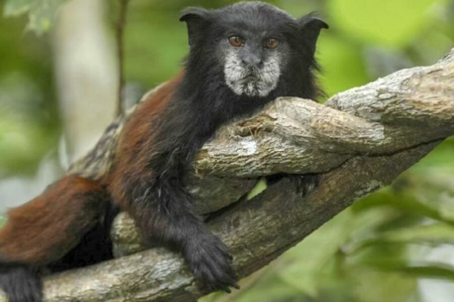 Iquitos: Full Day Pacaya Samiria National Reserve Tour