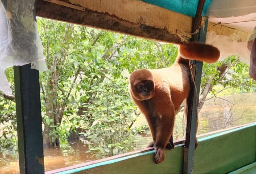 Iquitos: Full Day Wildlife in the Amazon