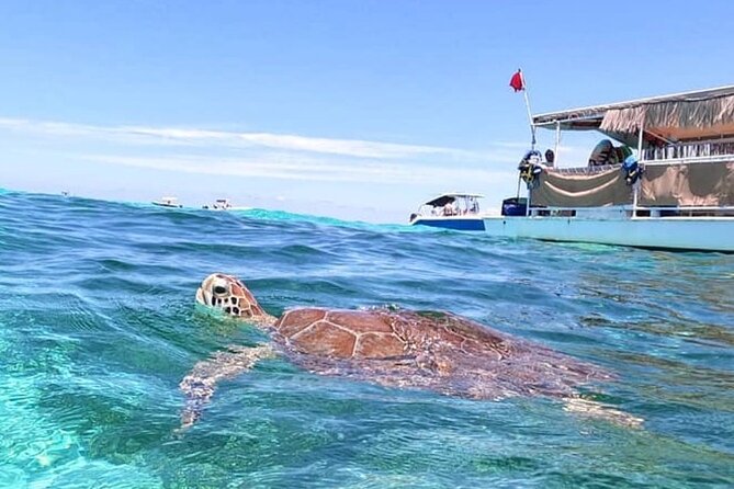 Islamorada: Snorkeling From the Islander Hotel