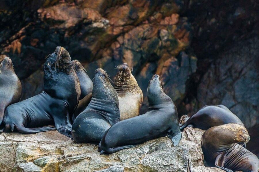 Islas Ballestas Boat Tour - The Galapagos of Peru - Tour Overview