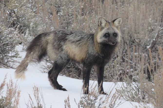 Jackson Hole & Grand Teton Park - Half-Day Wildlife Tour - Afternoon - Tour Overview