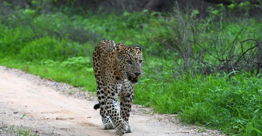 Jaipur: Private Guided Jhalana Leopard Safari Tour