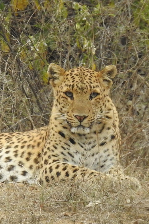 Jaipur: Private Guided Safari at Amagarh Leopard Reserve