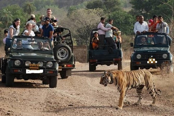 3 Best National Park Tours In Ranthambore National Park