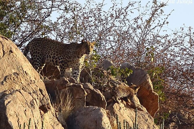 Jhalana Amagarh Leopard Private Safari Trip Jaipur All Inclusive