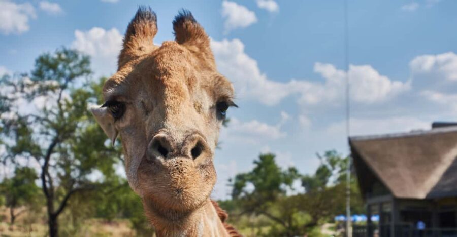 Johannesburg: Lion and Safari Park Guided Tour