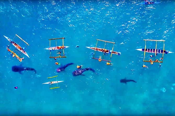 Join Tour: Bohol to Oslob Cebu Whale Shark Experience