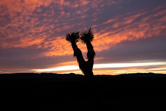Joshua Tree National Park - Private, Custom Adventure W/ Pro Photography