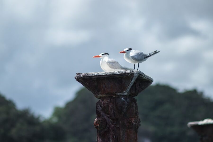 Juan Dolio: Los Haitises Guided Hike and Kayaking