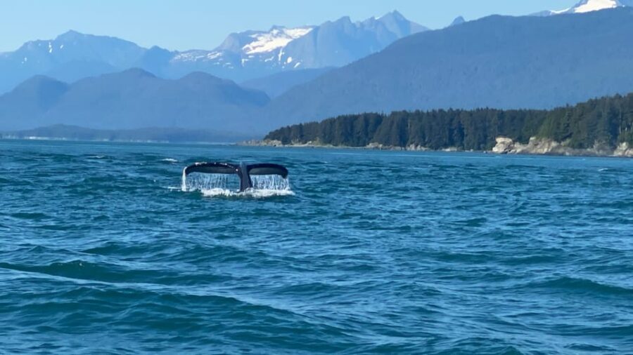 Juneau: Mendenhall Glacier and Whale Watching Tour