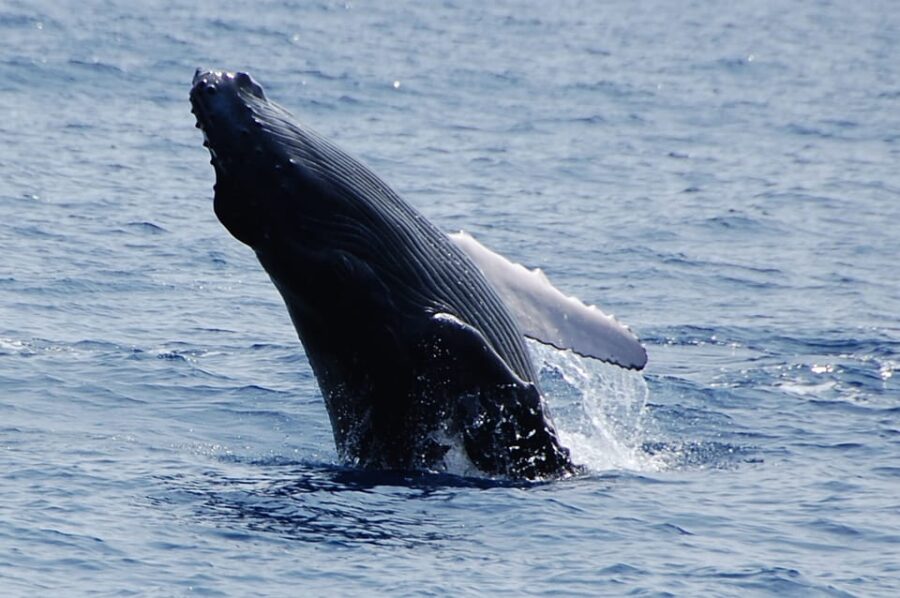 Kailua-Kona: Whale Watching Cruise on the Big Island