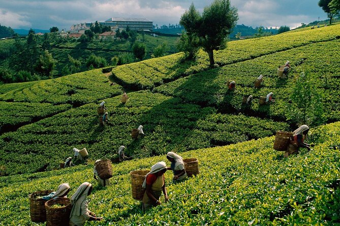 Kandy Full Day Private Tour From Dambulla/Sigiriya/Habrana