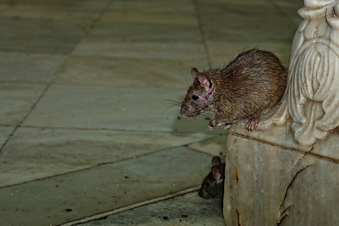 Karni Mata Temple (A Unique Rat Temple) Near Bikaner