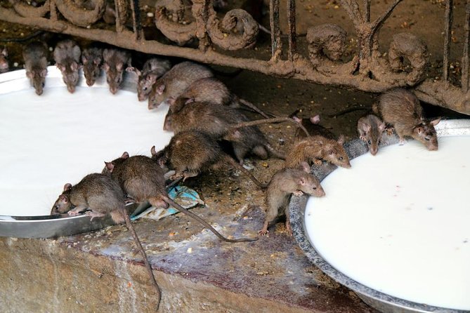 Karni Mata Temple (A Unique Rat Temple) Near Bikaner