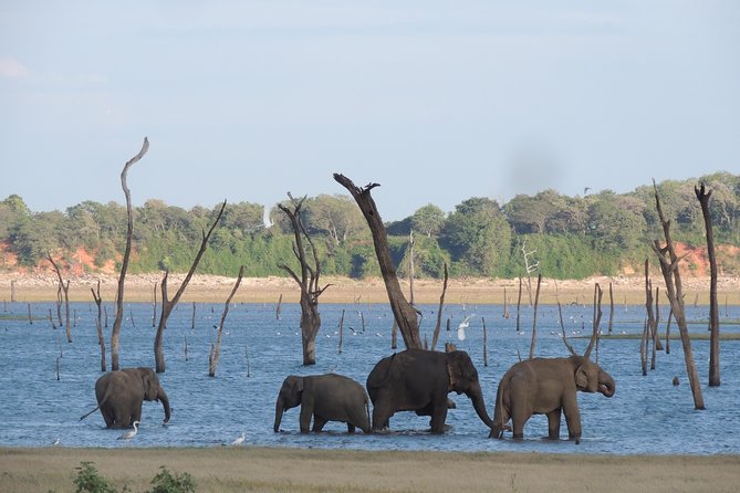 Kaudulla National Park Entrance Ticket