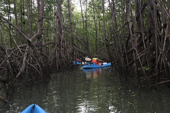 Kayak in the Mangrove