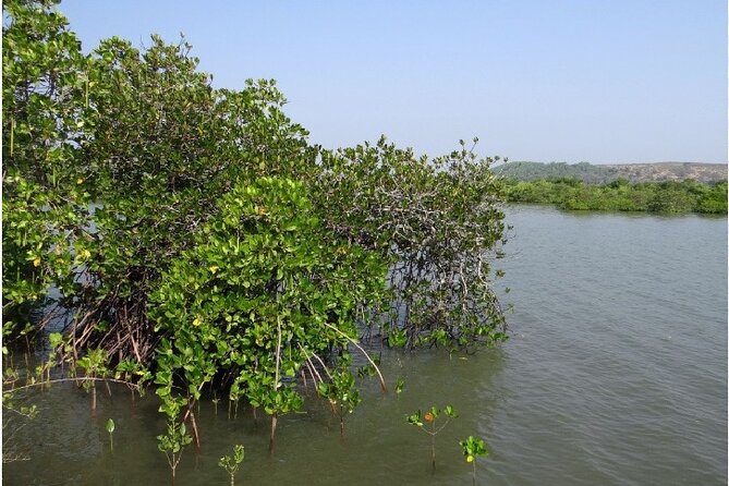 Kayaking on Sal Backwaters - Goa