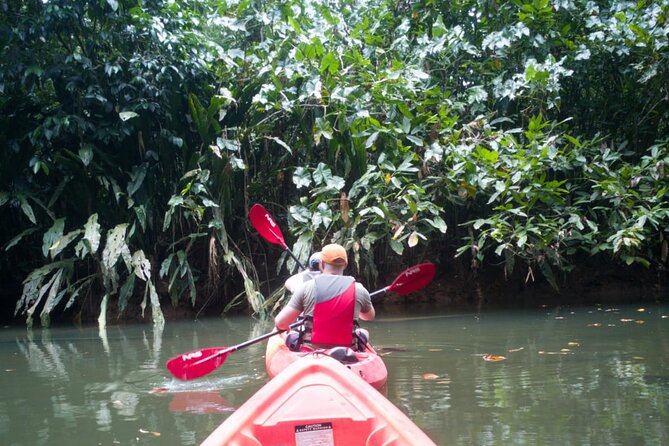 Kayaking Tour in Gandoca Lagoon Throug Mangrove Forest