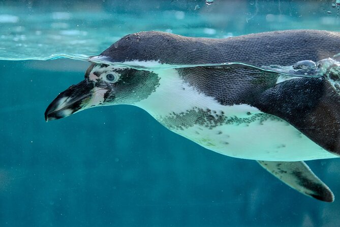 Key West: Morning Snorkeling Breakfast & Drinks, Conch Train - Coral Reef Exploration