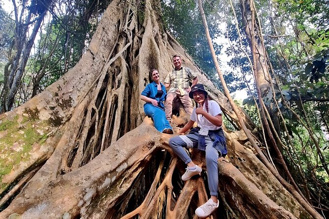 Khao Yai National Park-Haew Suwat Waterfall-Jungle Hiking to KM 33 Nong Pak Chi - Tour Overview