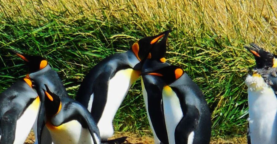 King Penguin & Tierra Del Fuego Tour