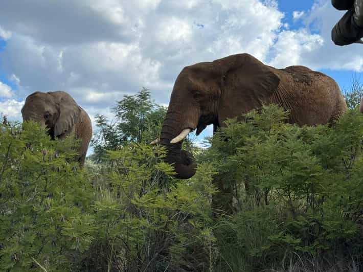 Kruger National Park: 4-Day Private Safari Tour