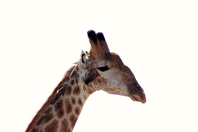 Kruger National Park Full Day Safari Tour