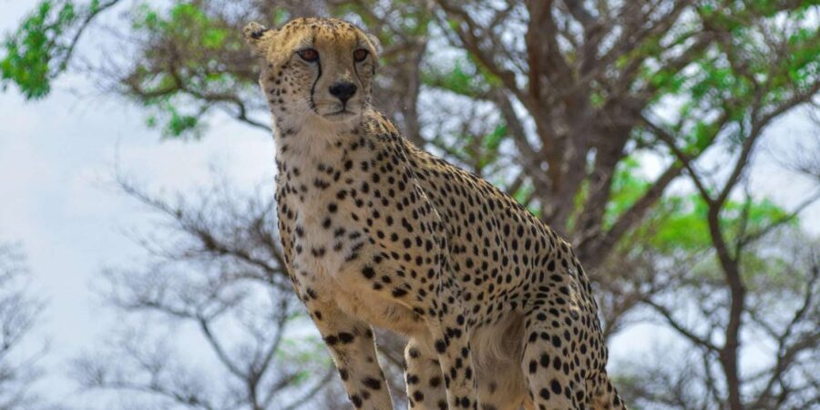 Kruger National Park Half Day