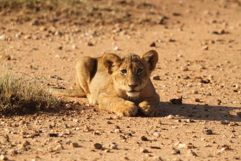 Kruger Park Full Day Safari